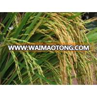 Thai rice for import high quality hommali jusmine white rice